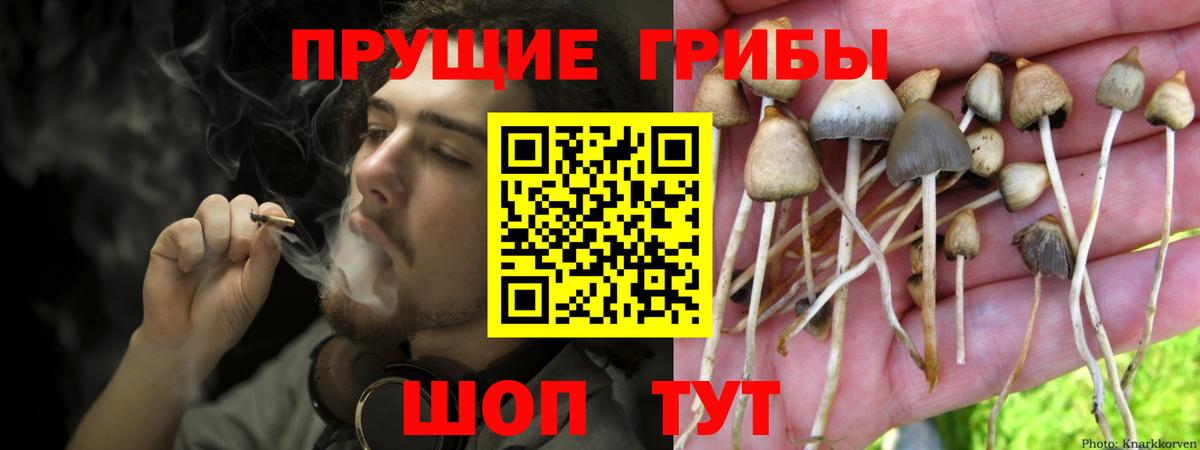 Псилоцибиновые грибы Psilocybine cubensis Архангельск